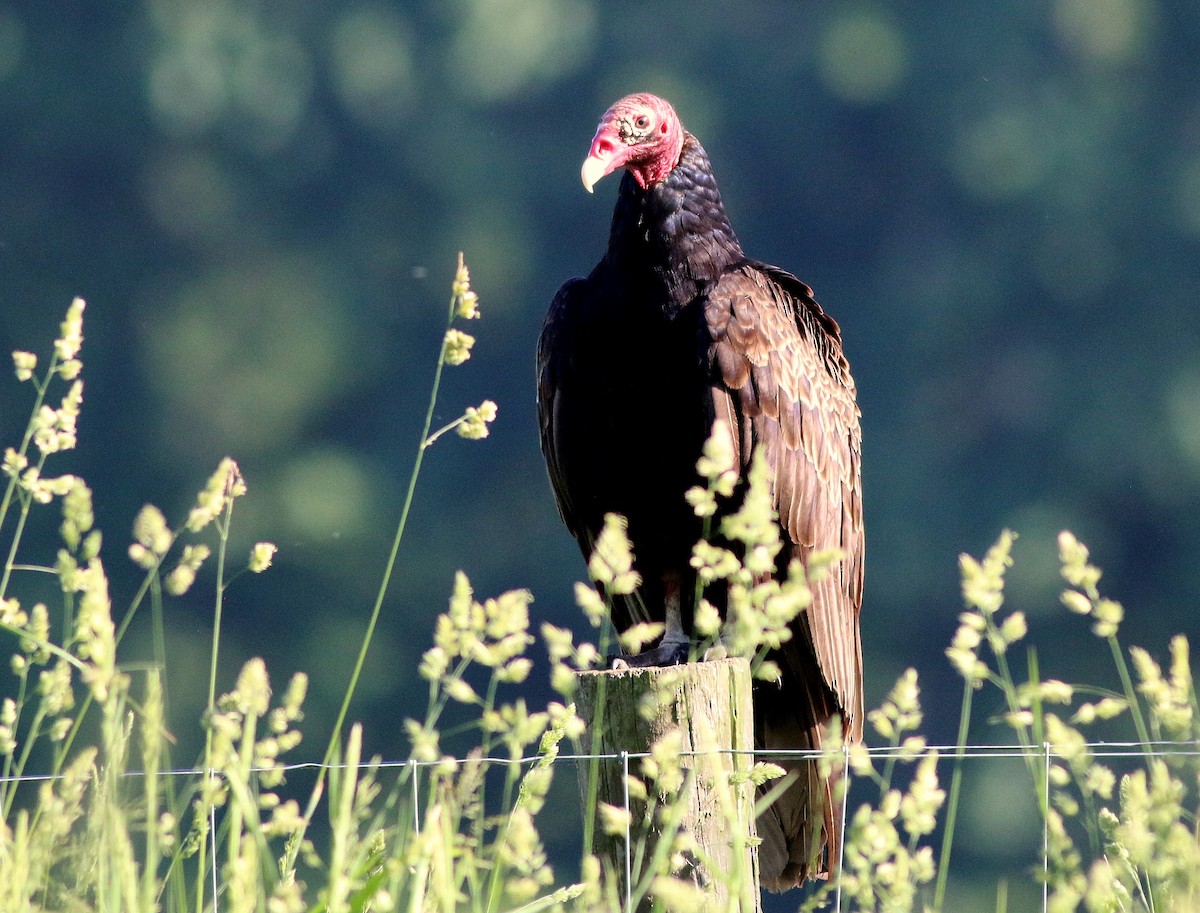 Turkey Vulture - ML619505770
