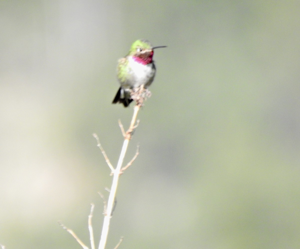 Broad-tailed Hummingbird - ML619505792