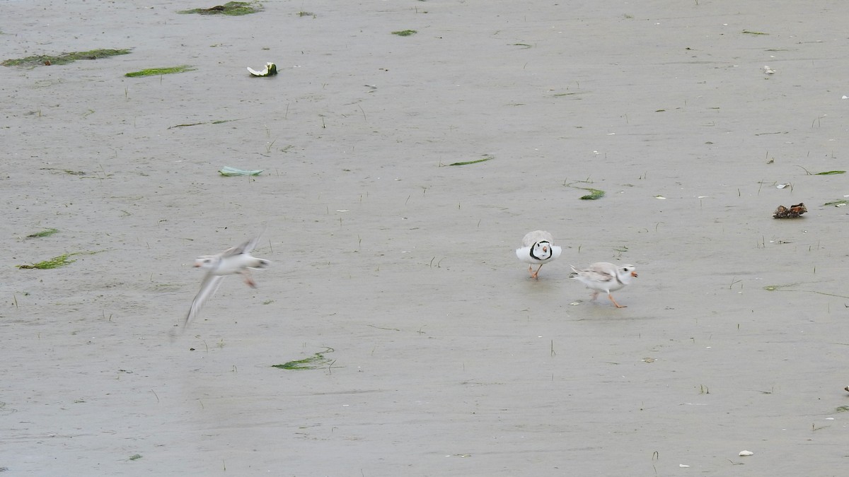 Piping Plover - ML619505800