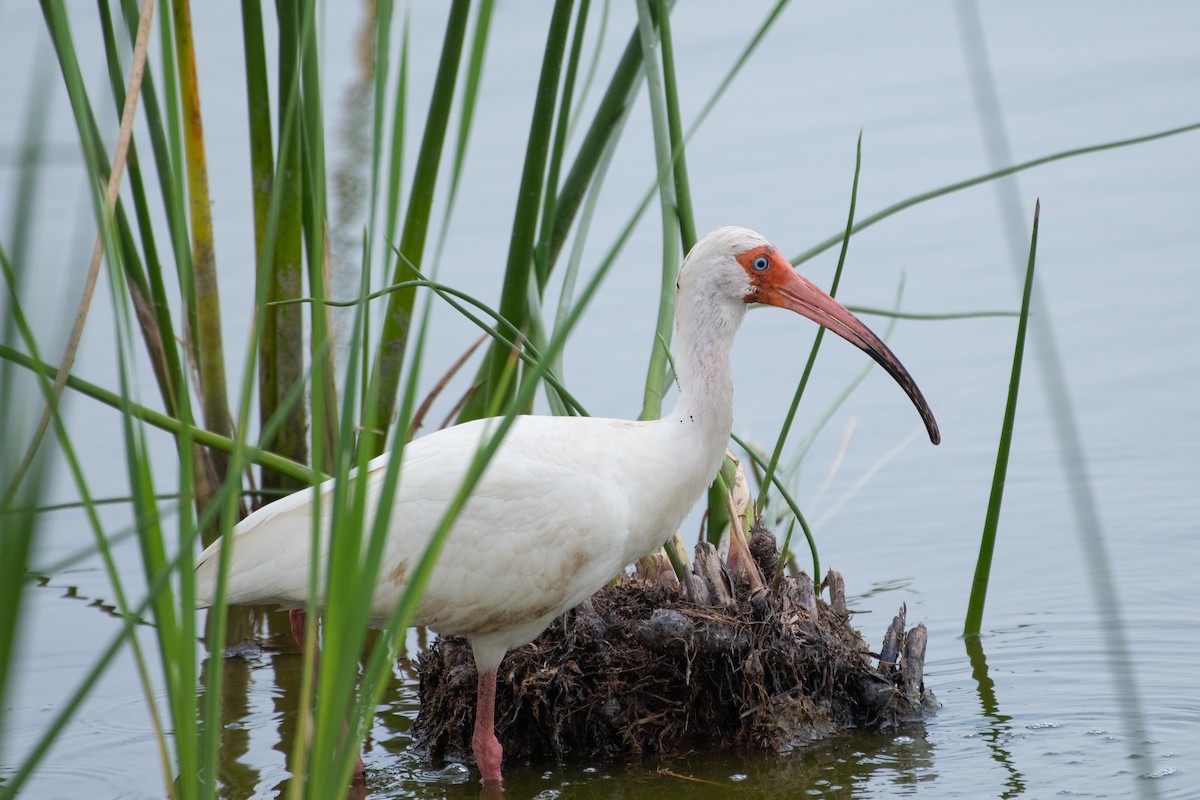 ibis bílý - ML619505816