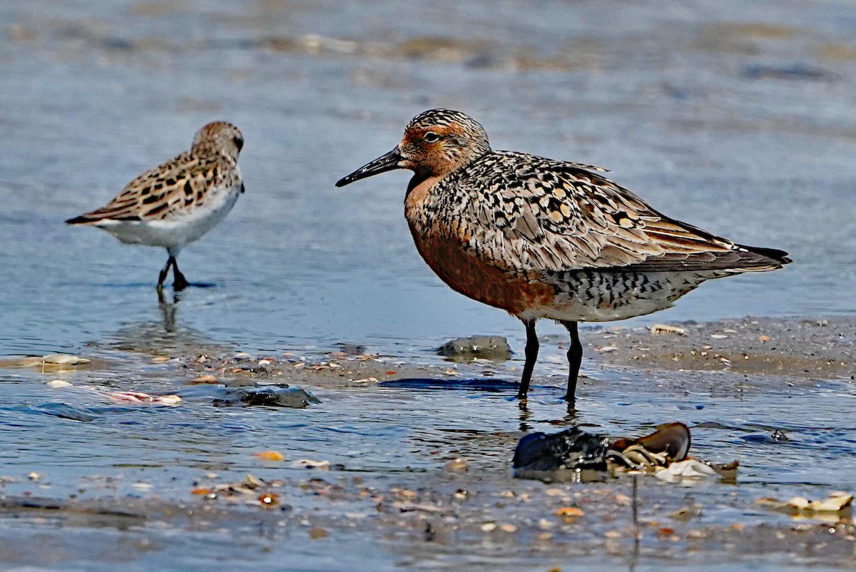 Red Knot - ML619505830