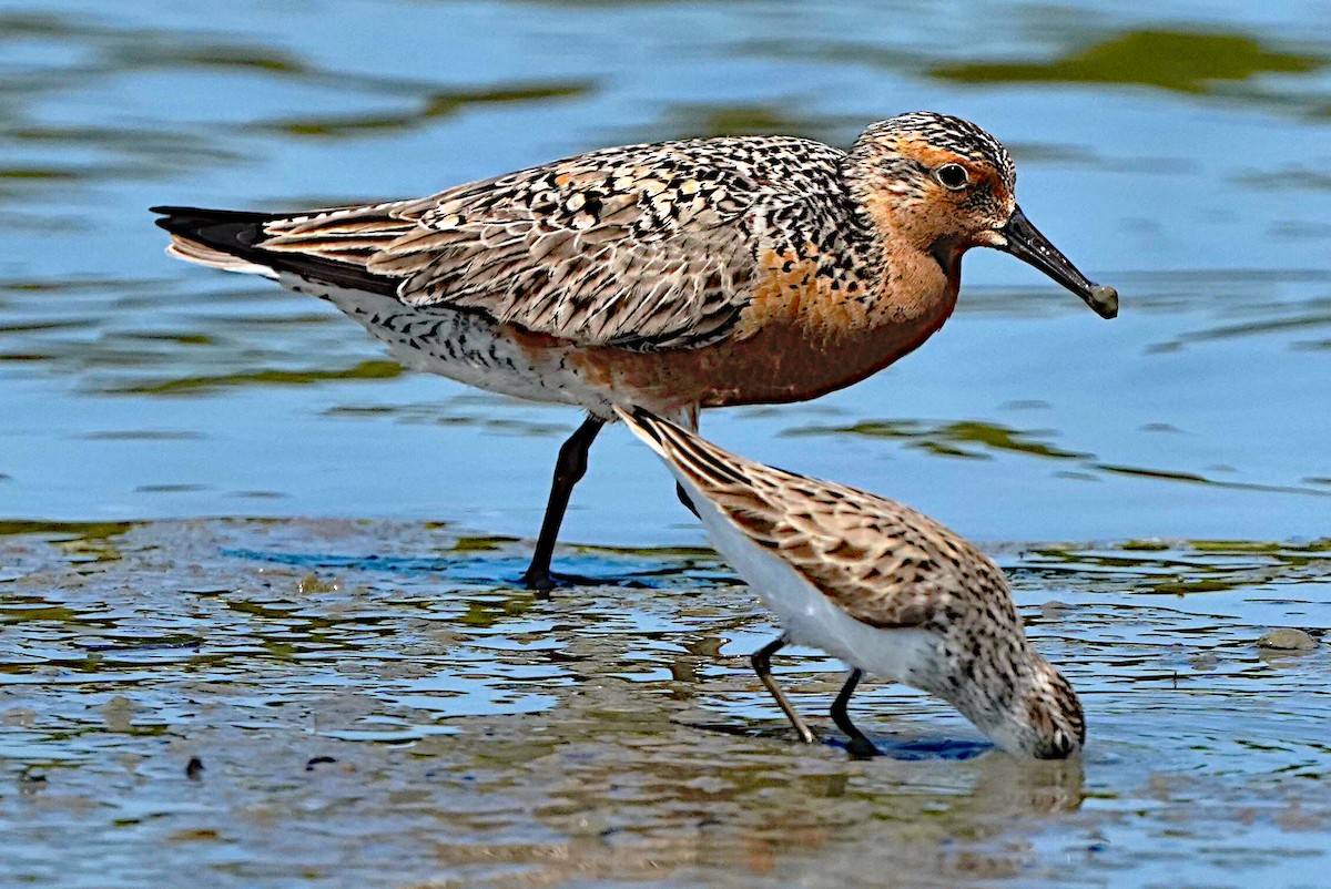 Red Knot - ML619505834