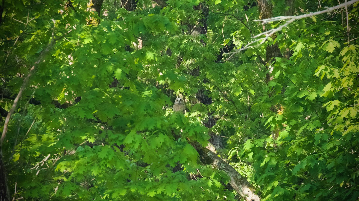 Great Horned Owl - ML619505859