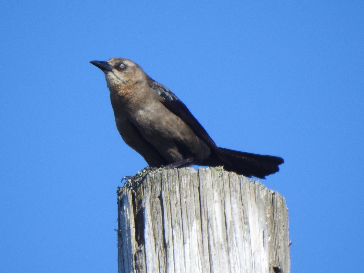 Great-tailed Grackle - ML619505864