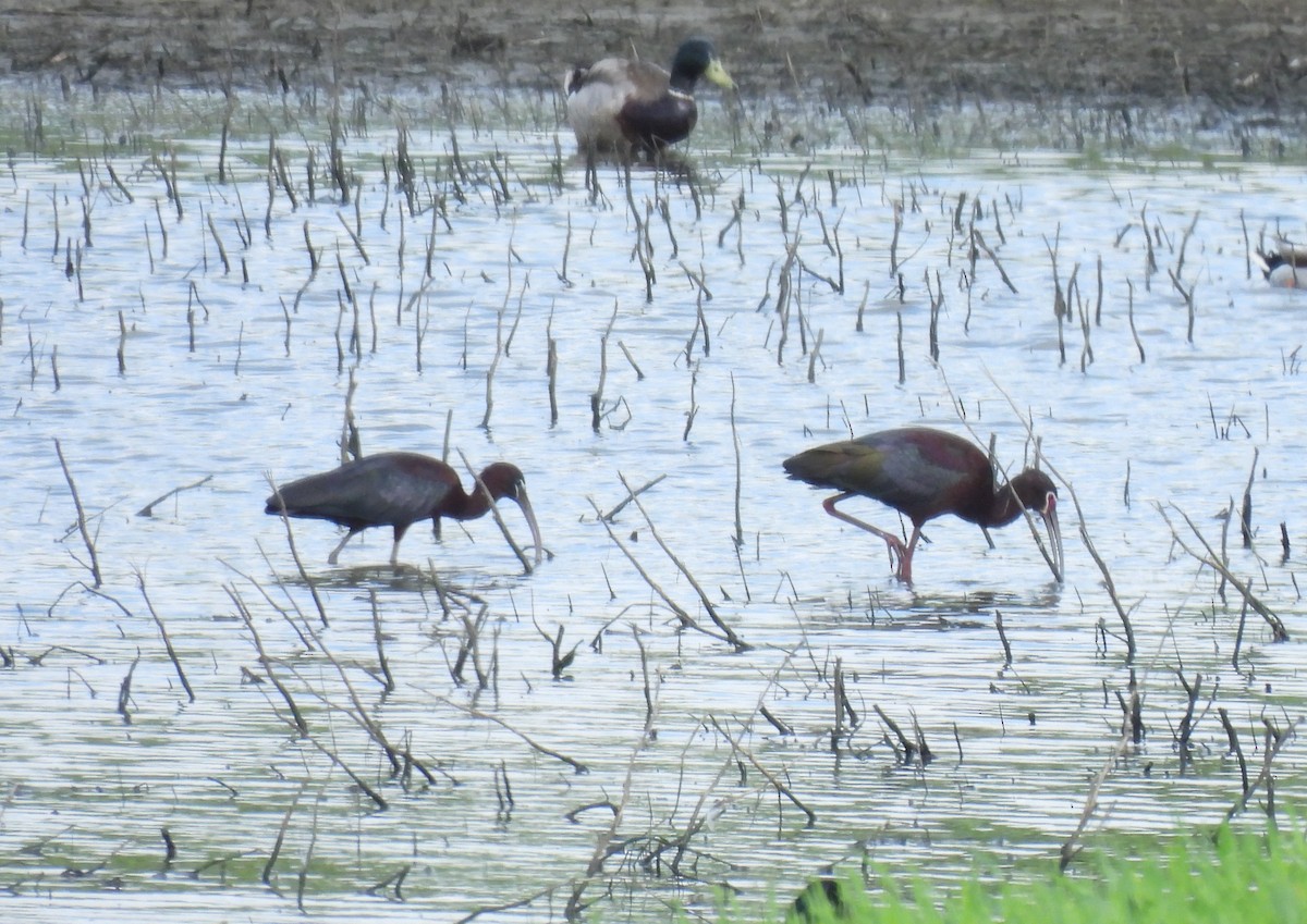 ibis americký - ML619505890