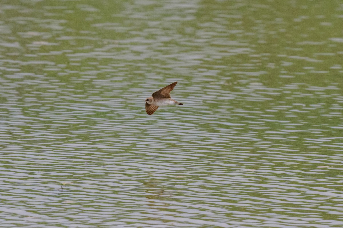 Northern Rough-winged Swallow - ML619505978