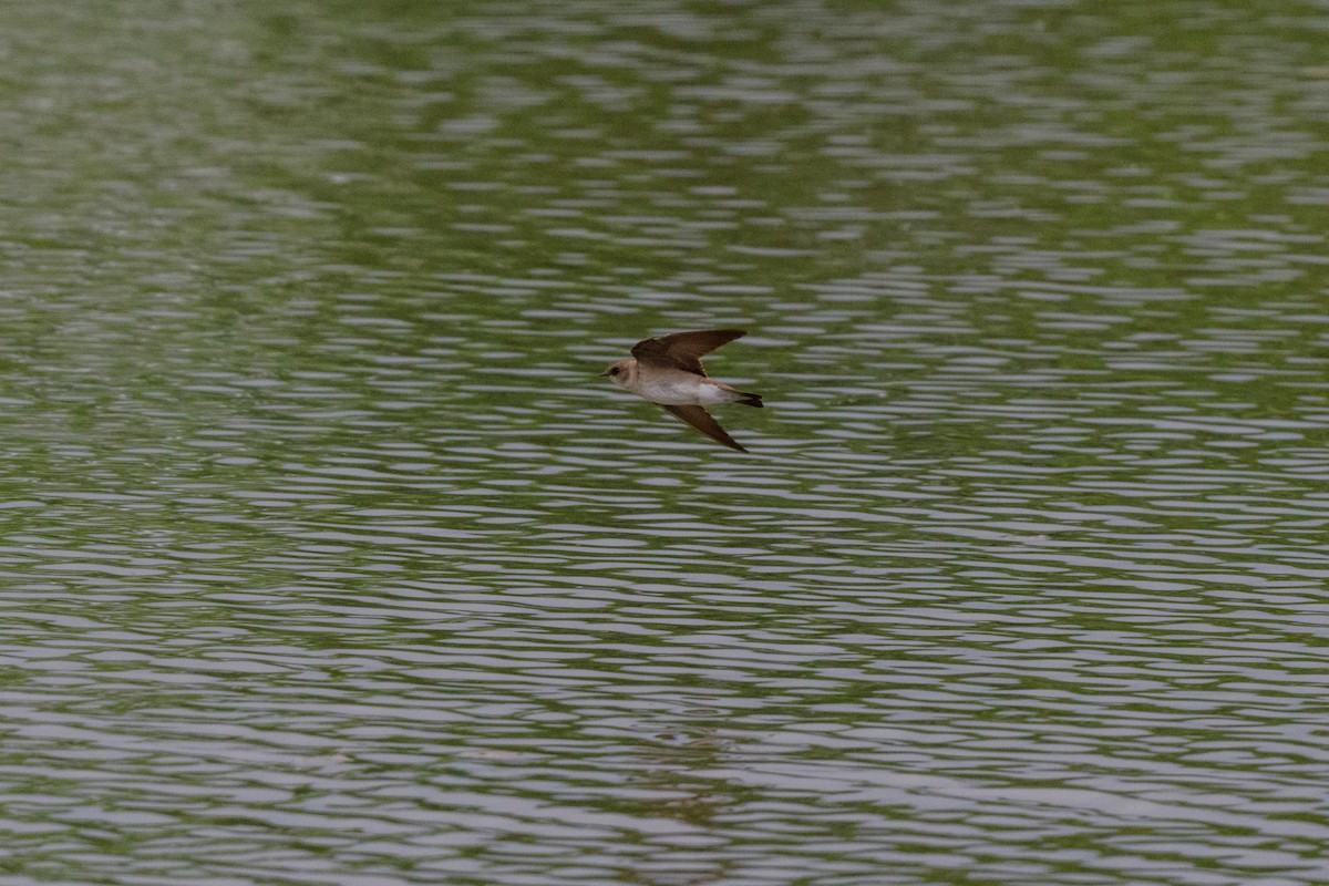 Northern Rough-winged Swallow - ML619505980