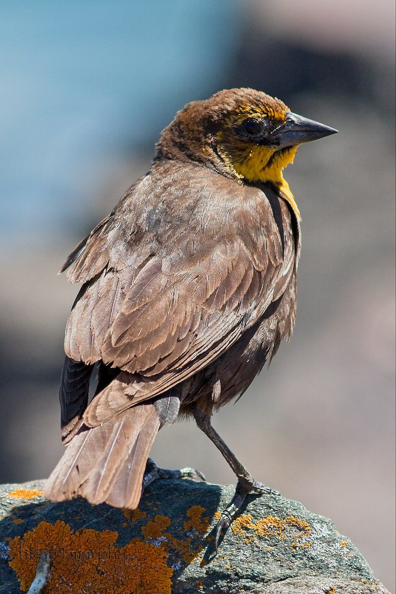 Yellow-headed Blackbird - ML619505989