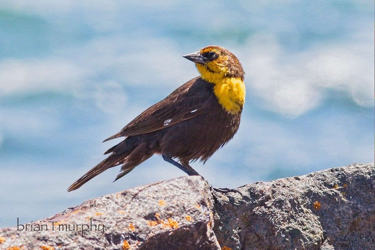 Yellow-headed Blackbird - ML619505990