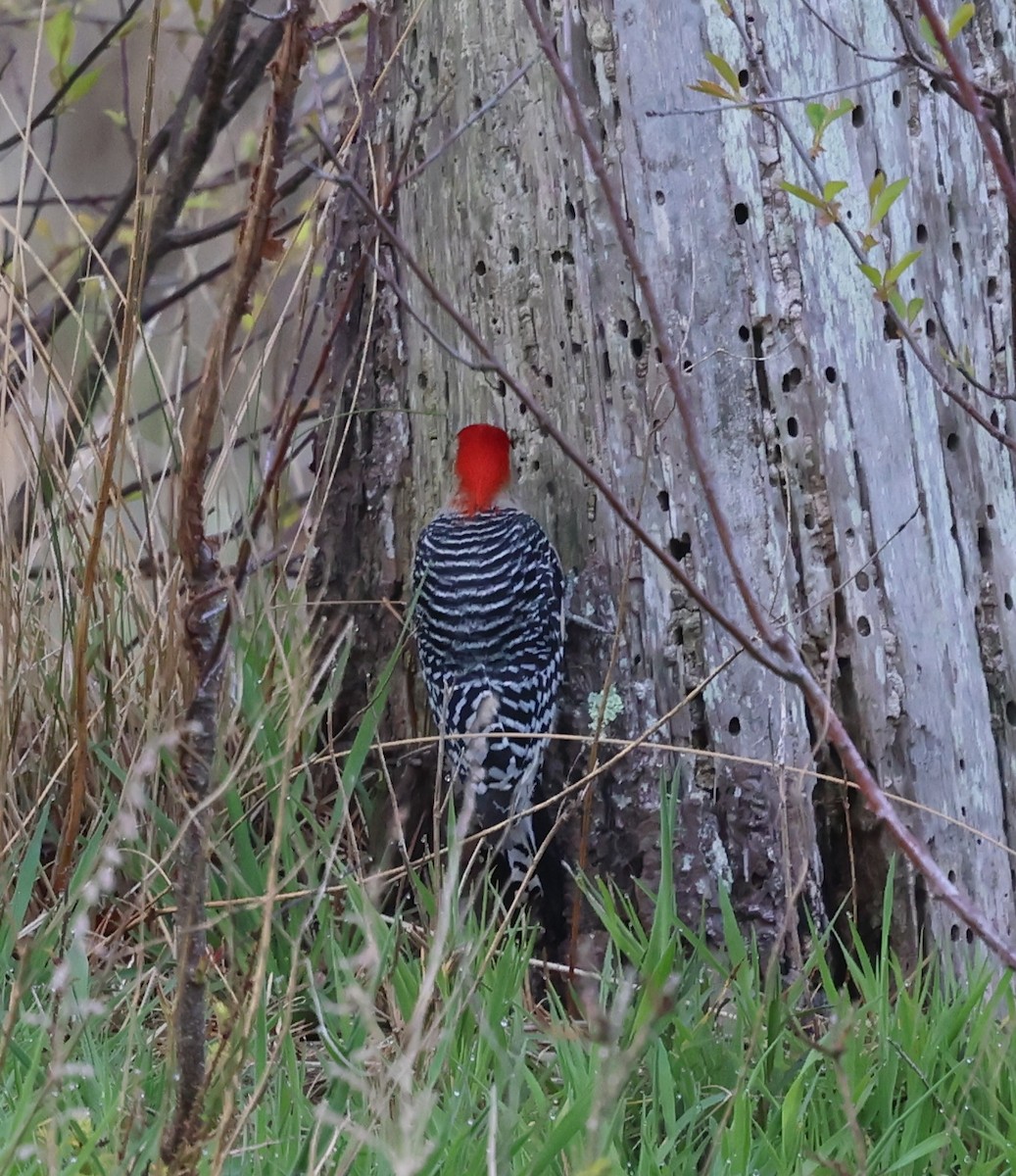 Red-bellied Woodpecker - ML619506027