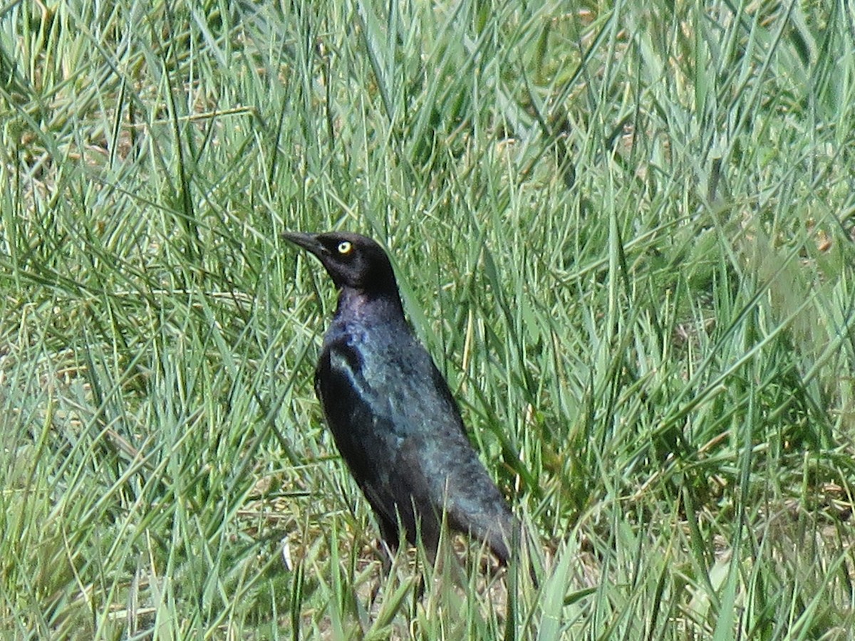 blackbird sp. - ML619506034