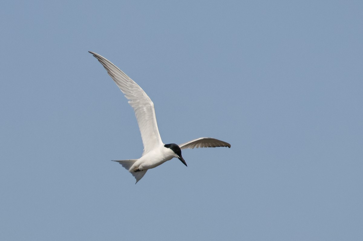Gull-billed Tern - ML619506035