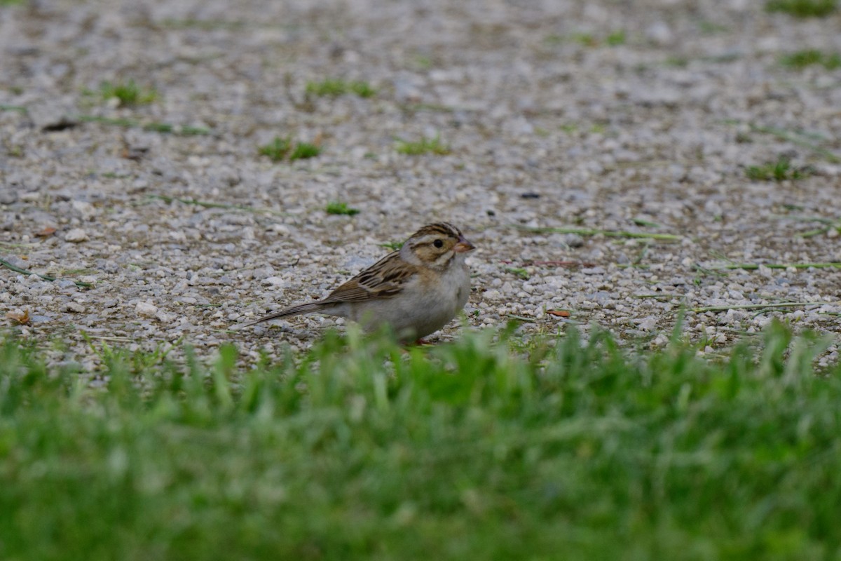 Clay-colored Sparrow - ML619506074