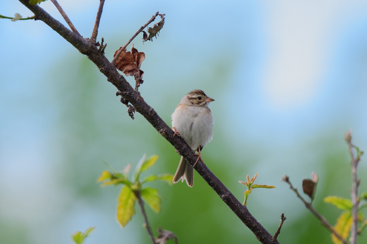 Clay-colored Sparrow - ML619506079
