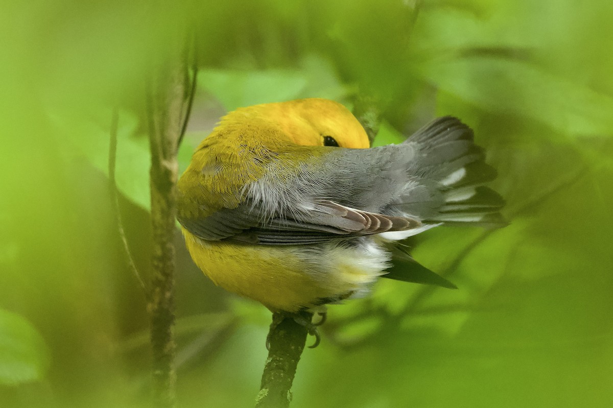 Prothonotary Warbler - ML619506093