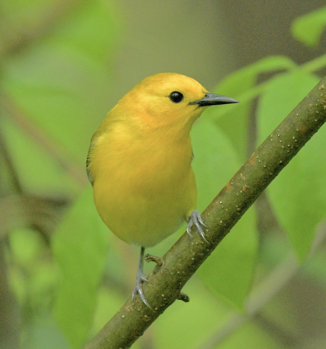 Prothonotary Warbler - ML619506095
