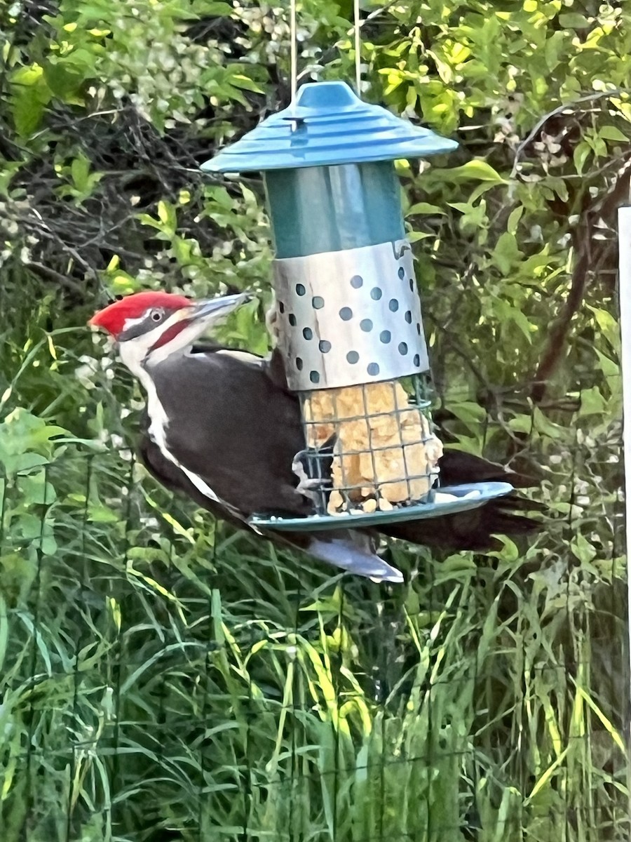 Pileated Woodpecker - ML619506101