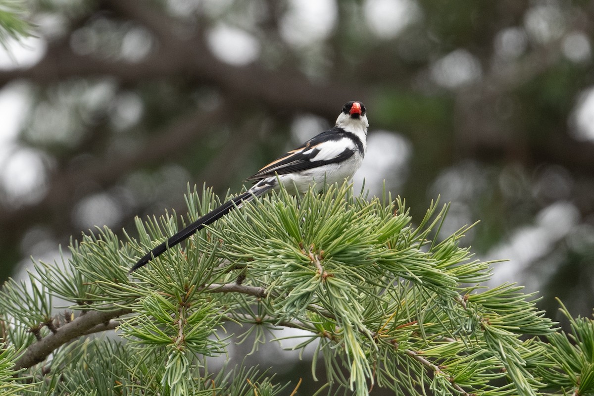Pin-tailed Whydah - ML619506154