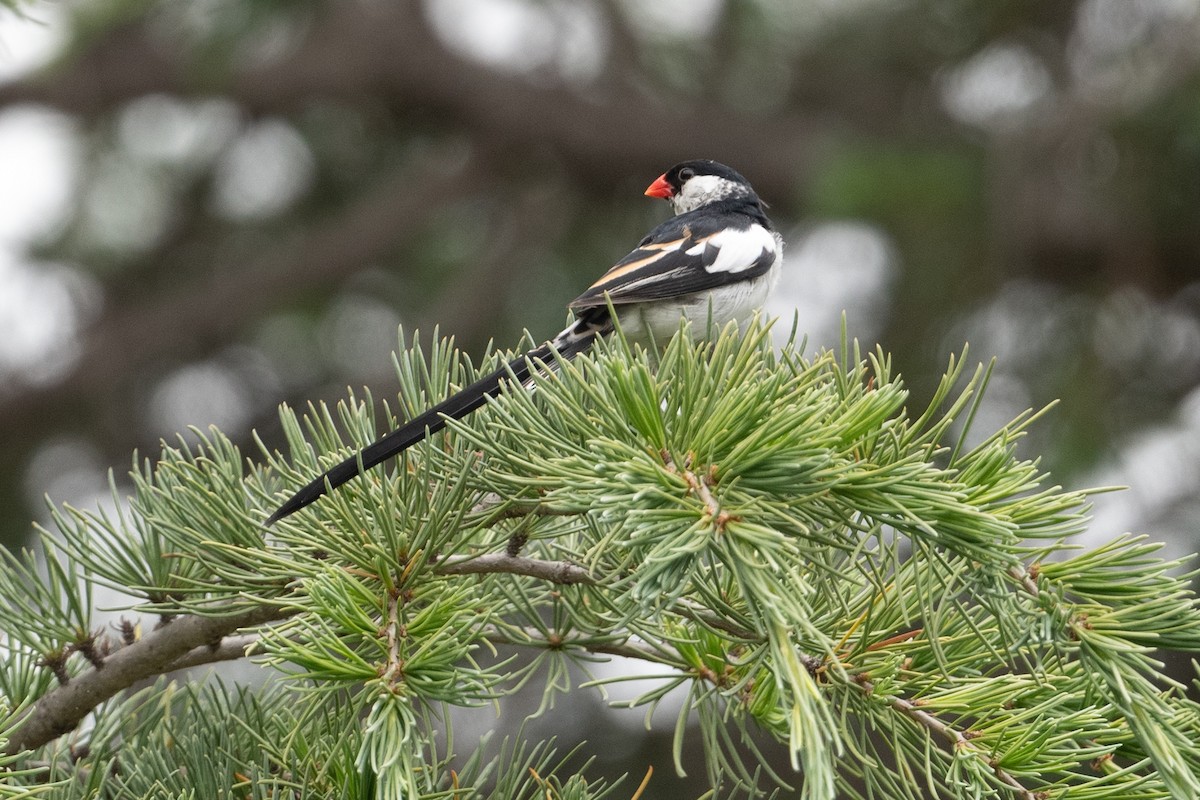 Pin-tailed Whydah - ML619506155