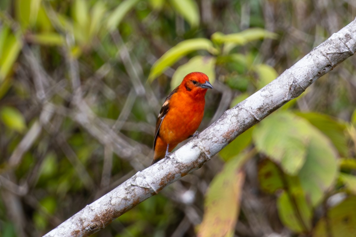 Flame-colored Tanager - ML619506190