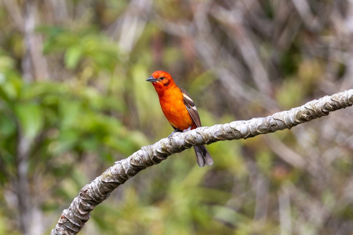 Flame-colored Tanager - ML619506192