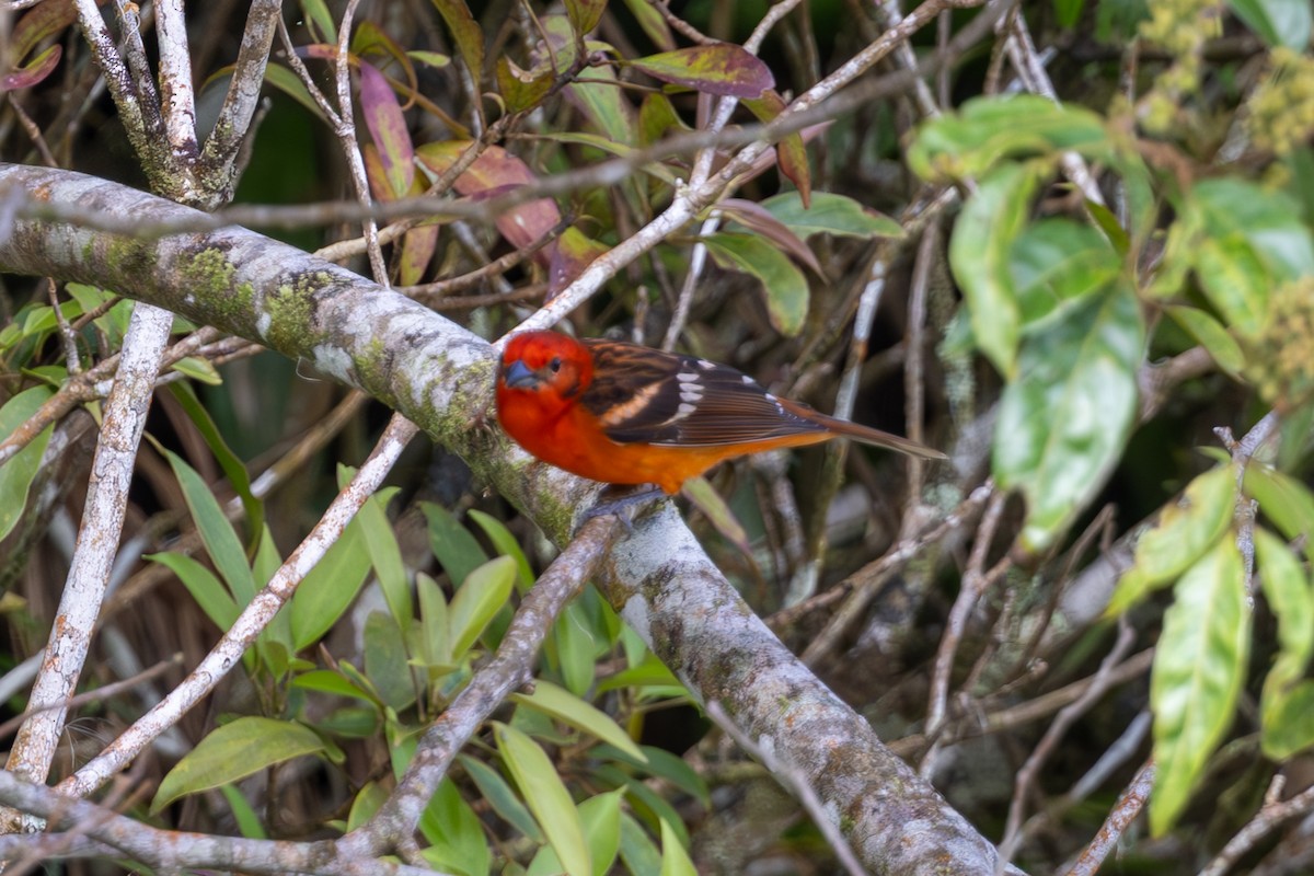 Flame-colored Tanager - ML619506193