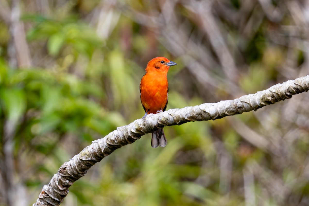 Flame-colored Tanager - ML619506194