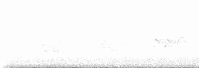 Дрізд-короткодзьоб Cвенсона - ML619506204