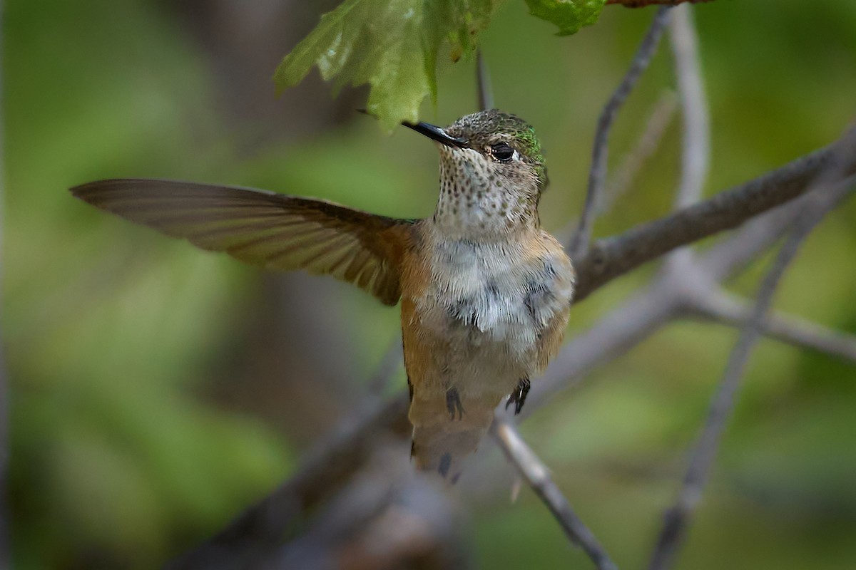 Broad-tailed Hummingbird - ML619506212
