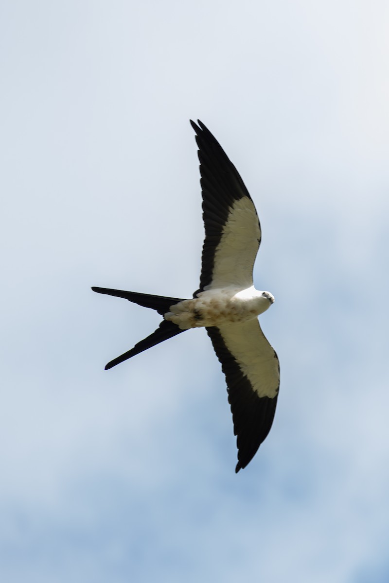 Swallow-tailed Kite - ML619506281
