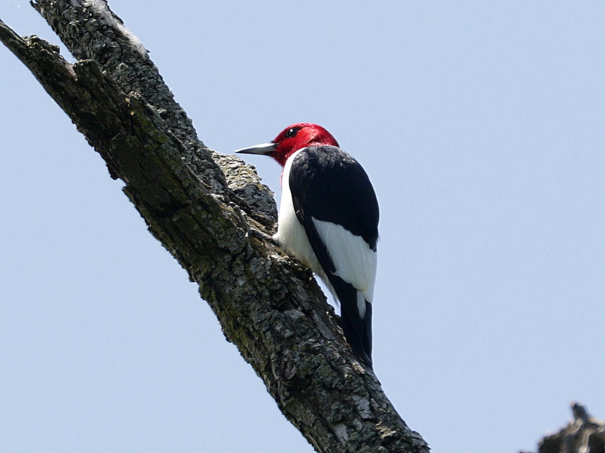 Red-headed Woodpecker - ML619506366