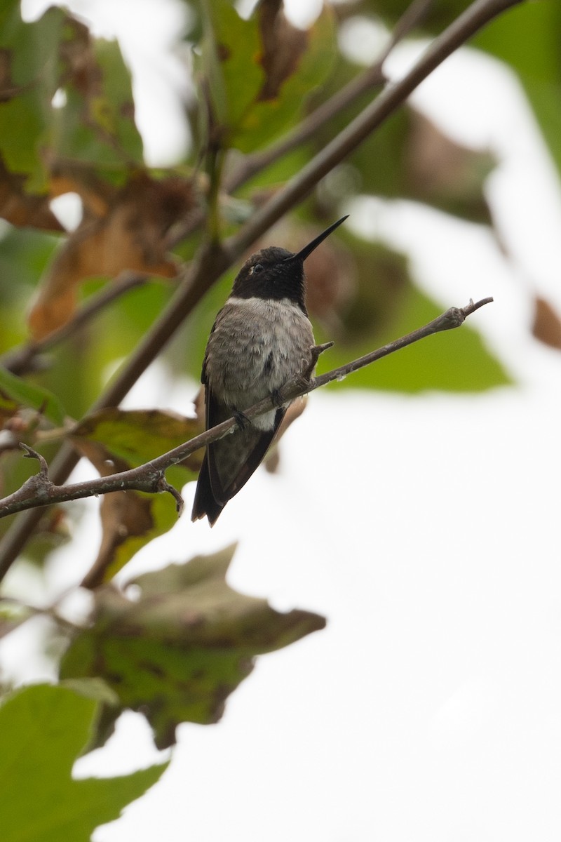 Black-chinned Hummingbird - ML619506367