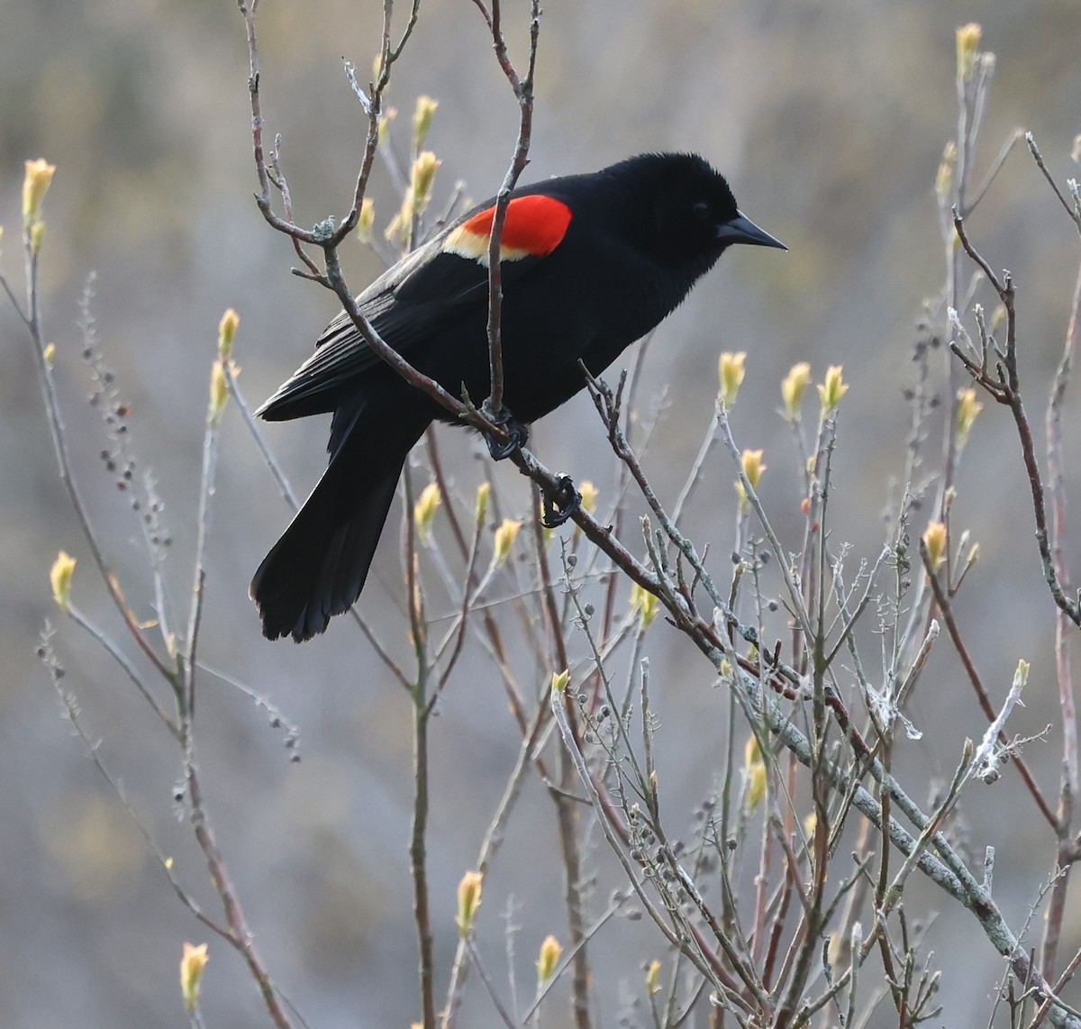 Red-winged Blackbird - ML619506371