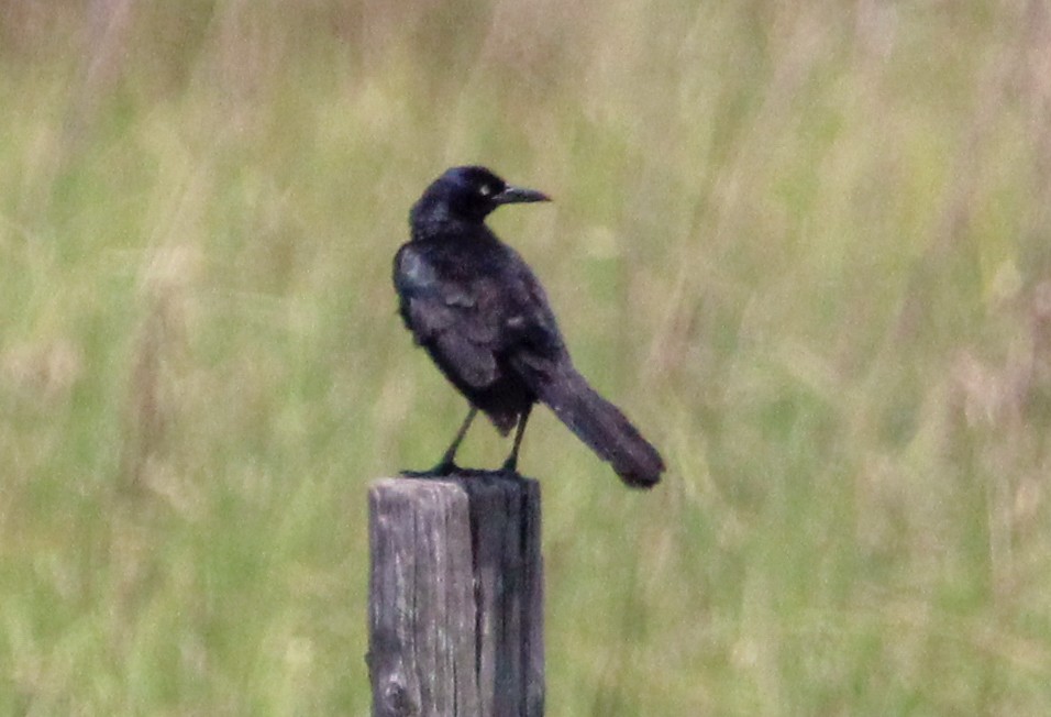 Boat-tailed Grackle - ML619506375