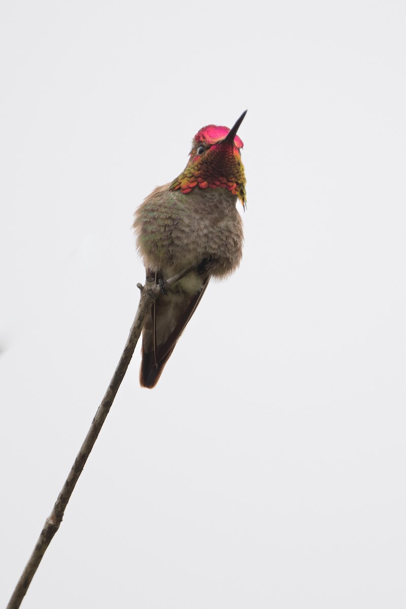 Anna's Hummingbird - ML619506386
