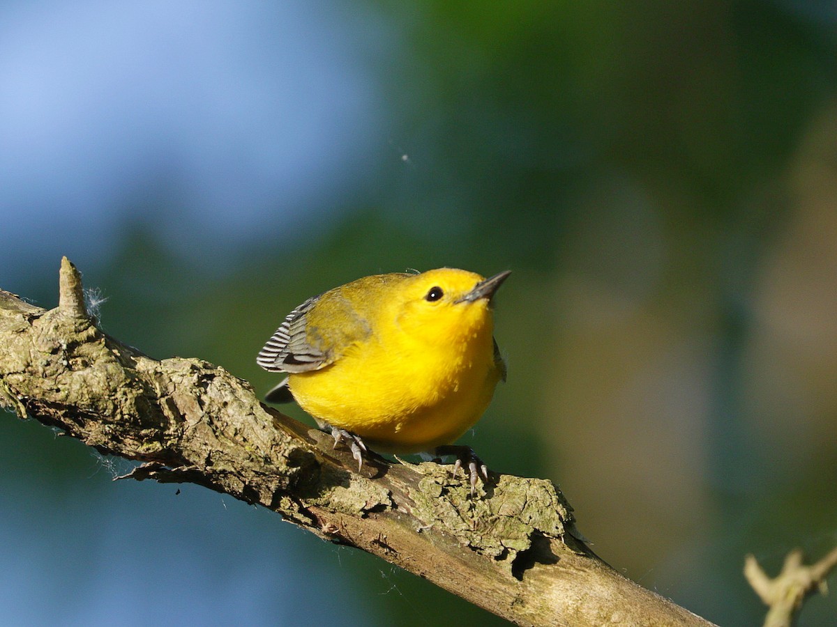 Prothonotary Warbler - ML619506396