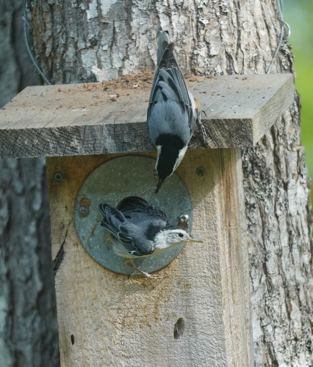 White-breasted Nuthatch - ML619506411