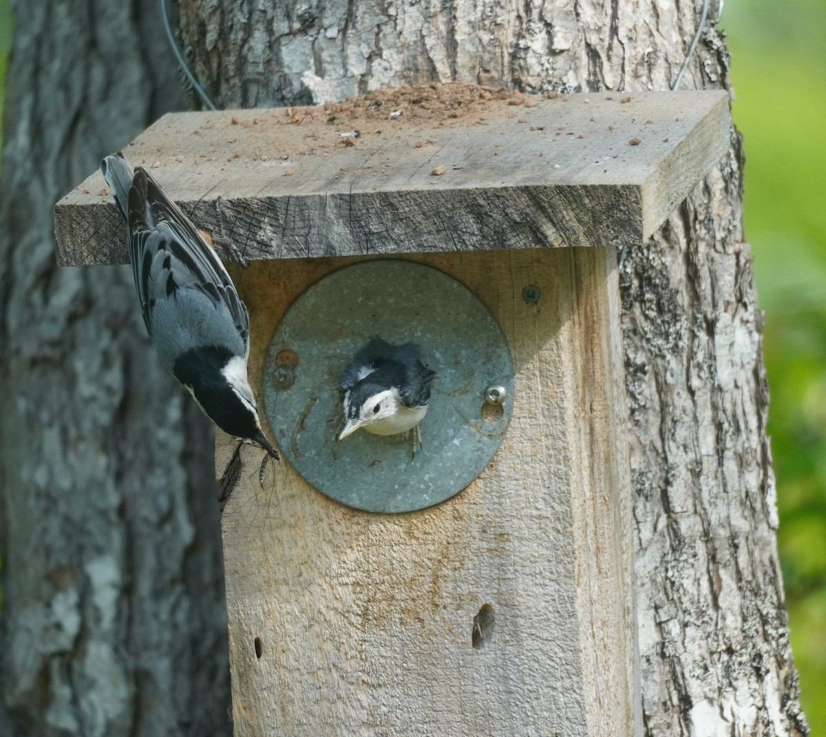 White-breasted Nuthatch - ML619506412