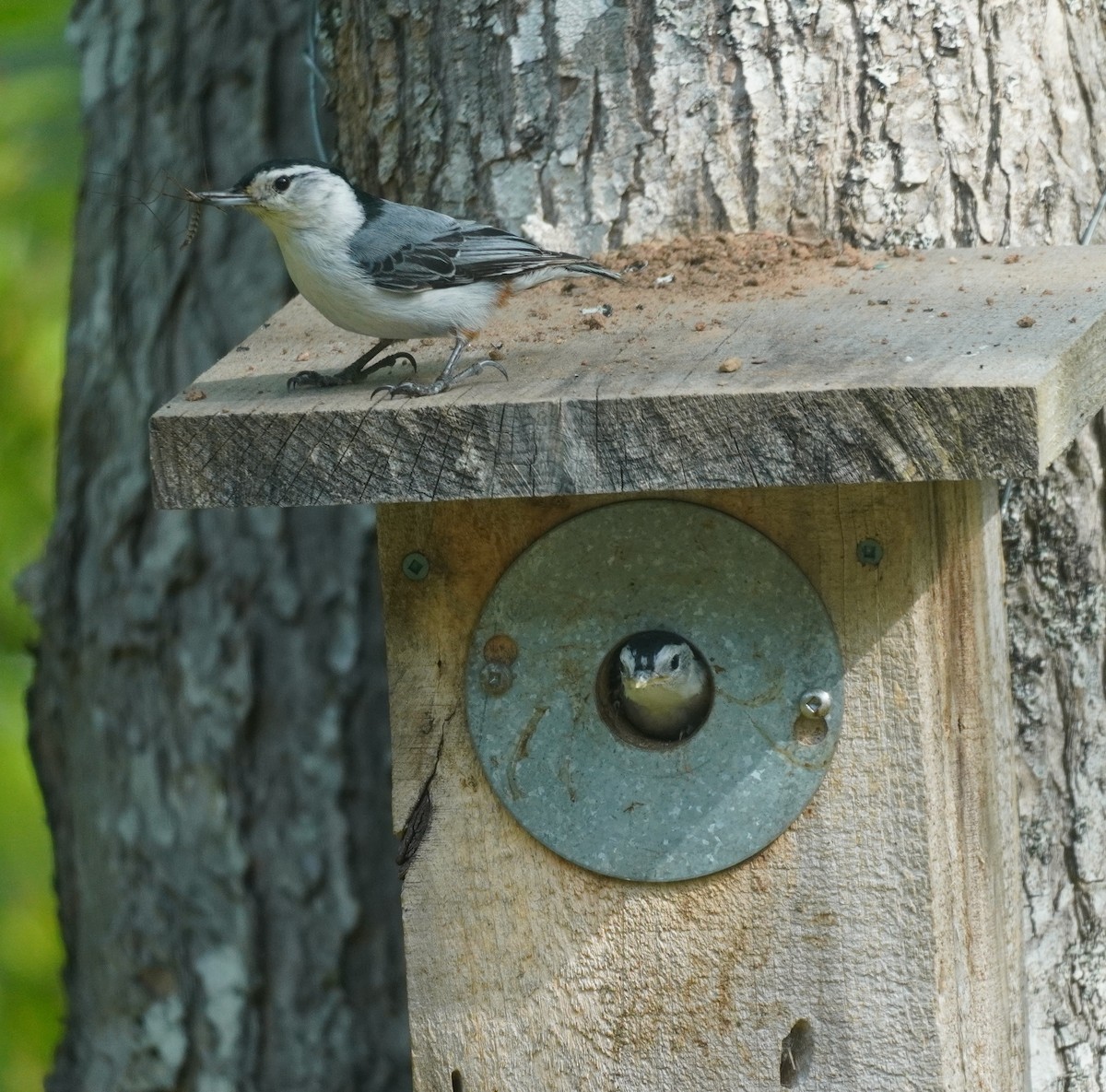 White-breasted Nuthatch - ML619506413