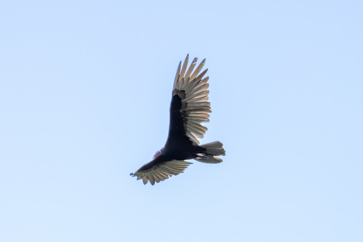 Turkey Vulture - ML619506449