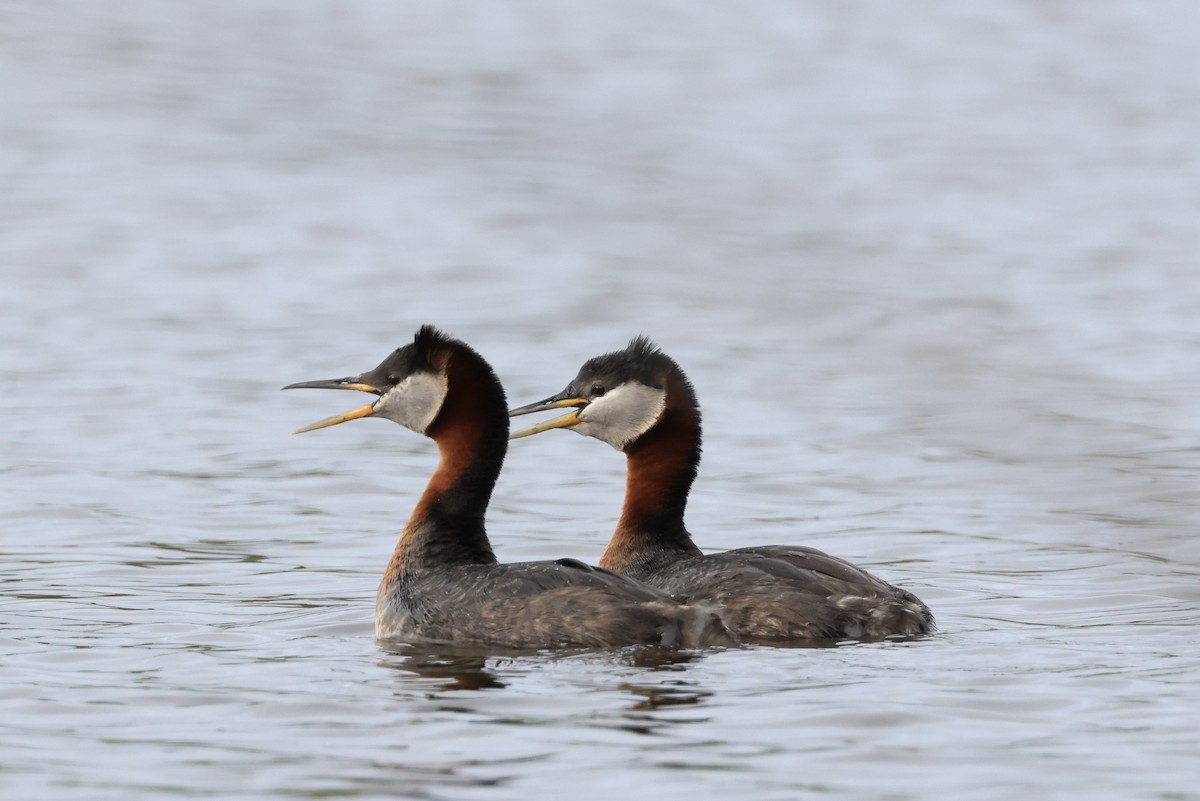 Red-necked Grebe - ML619506452