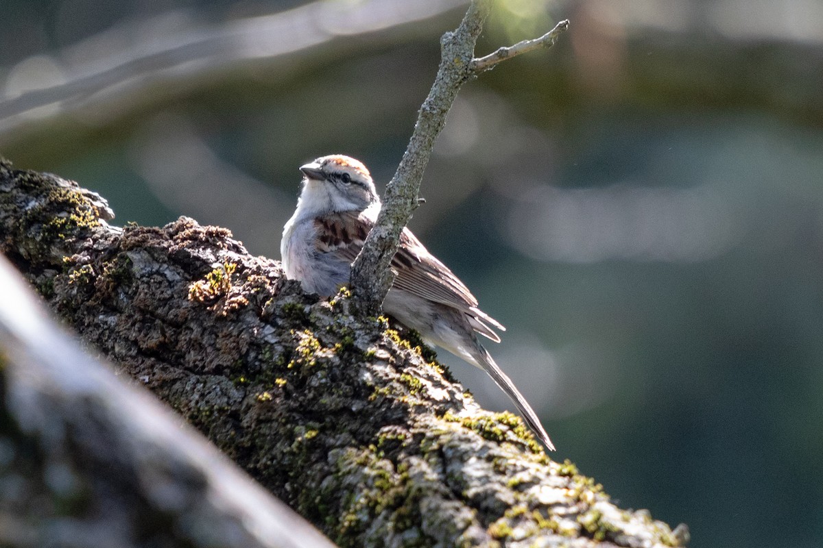 Chipping Sparrow - ML619506453