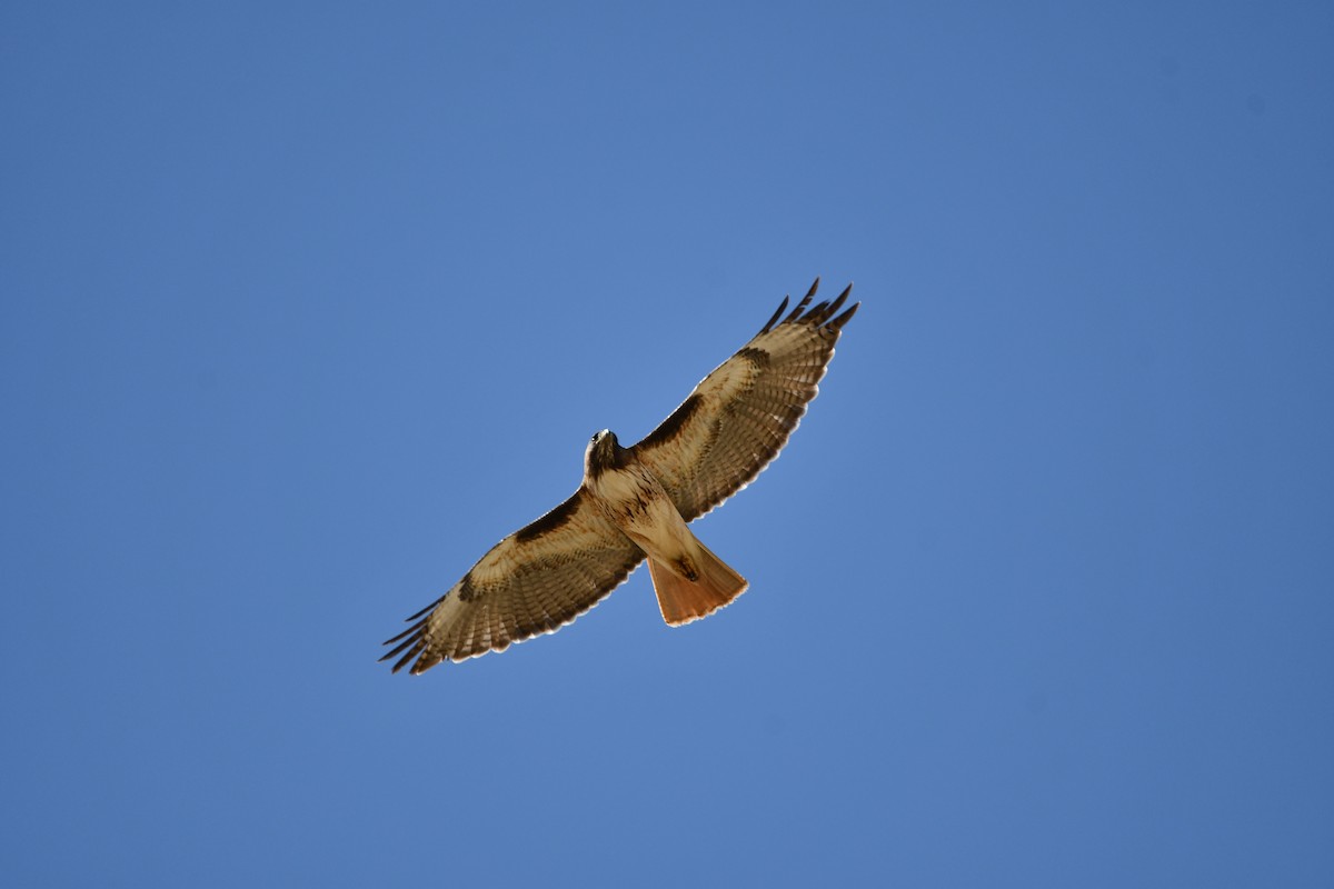 Red-tailed Hawk - ML619506486