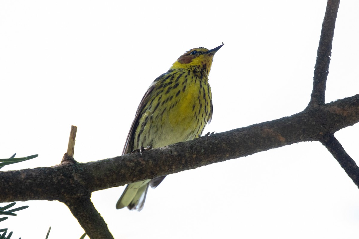 Cape May Warbler - ML619506504