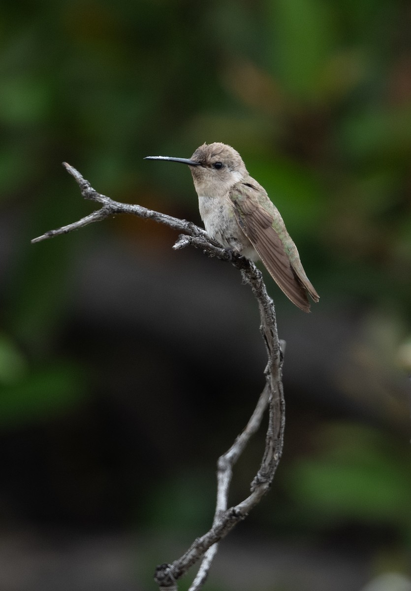 Costa's Hummingbird - ML619506510