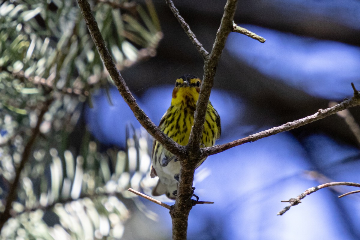 Cape May Warbler - ML619506518