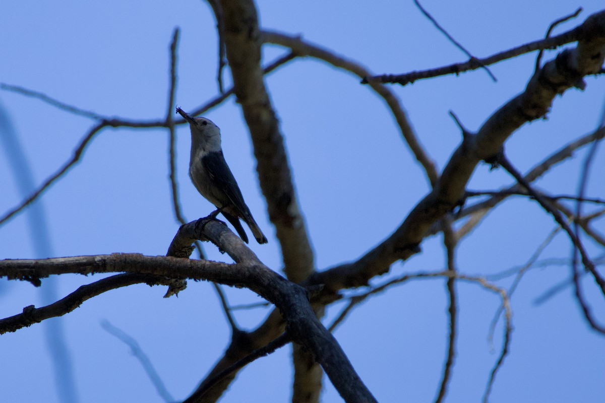 White-breasted Nuthatch - ML619506625