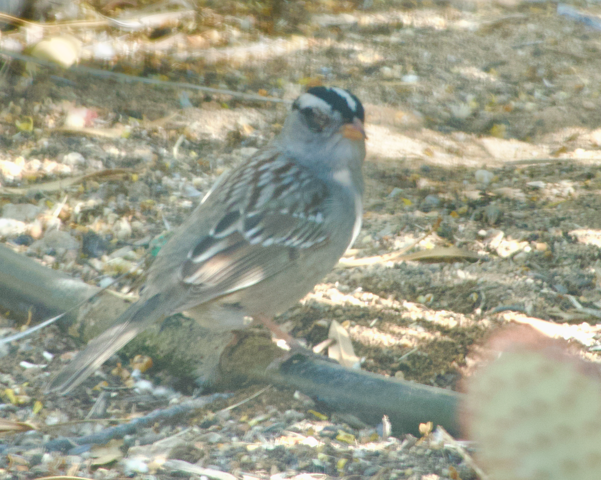 White-crowned Sparrow - ML619506651