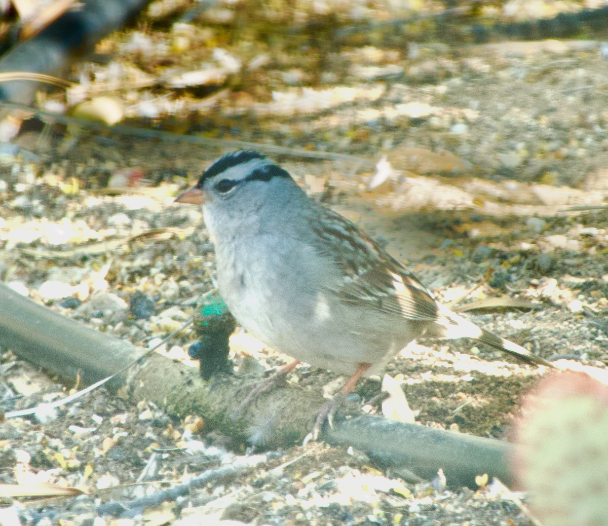 White-crowned Sparrow - ML619506652