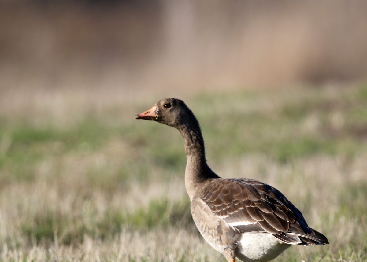 Greater White-fronted Goose - ML619506656